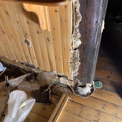 Severe example of Dry Rot.